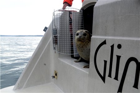 A rehabilitated female Harbor Seal yearling prepares to enter Puget Sound after being released by members of Progressive Animal Welfare Society with the help of volunteers from Coast Guard Auxiliary F