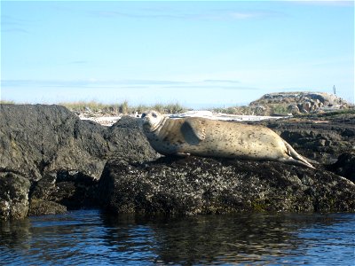 The Trial Islands are home to a large population of seals which are often found lounging on rocks around the shoreline, enjoying the sunshine. photo