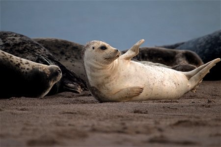 Harbor Seals You are free to use this image with the following photo credit: Peter Pearsall/U.S. Fish and Wildlife Service photo