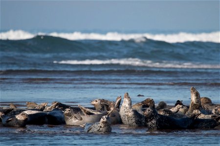 Harbor Seals You are free to use this image with the following photo credit: Peter Pearsall/U.S. Fish and Wildlife Service photo