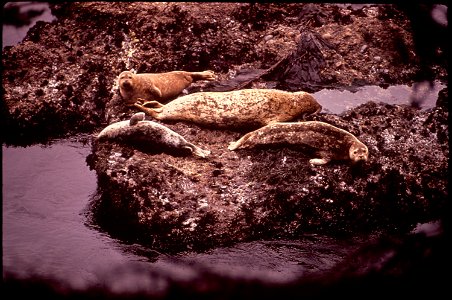 SEALS SWIMMING ON ROCKS