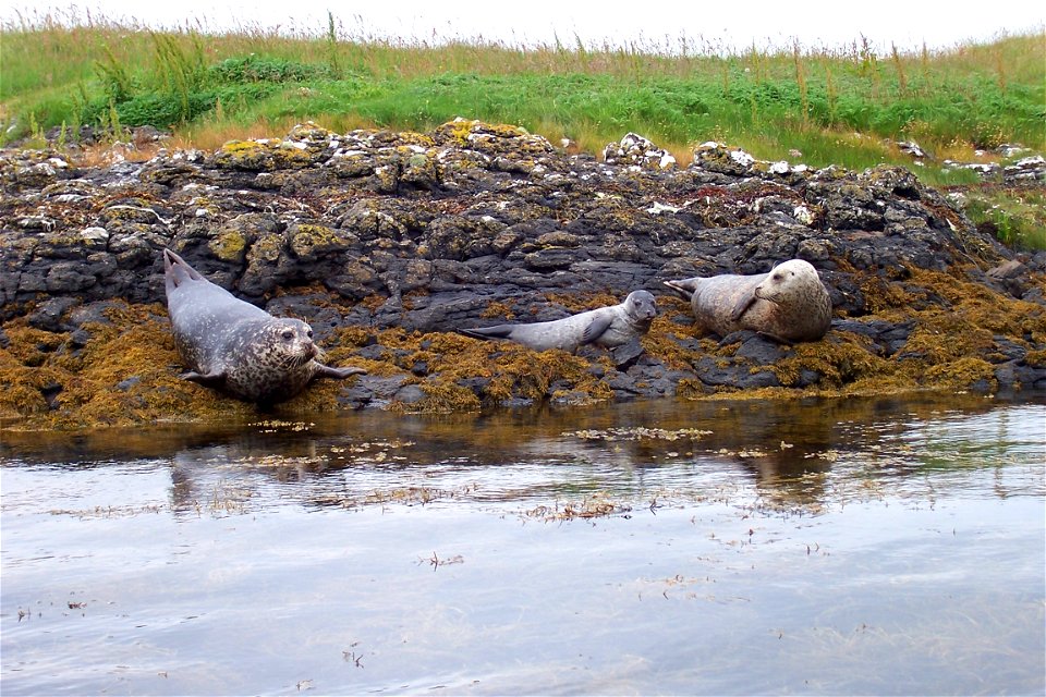 Common Seals Phoca vitulina and a pup on the Isle of Skye, Scotland, near Dunvegan Castle.