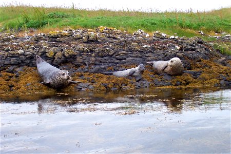 Common Seals Phoca vitulina and a pup on the Isle of Skye, Scotland, near Dunvegan Castle.
