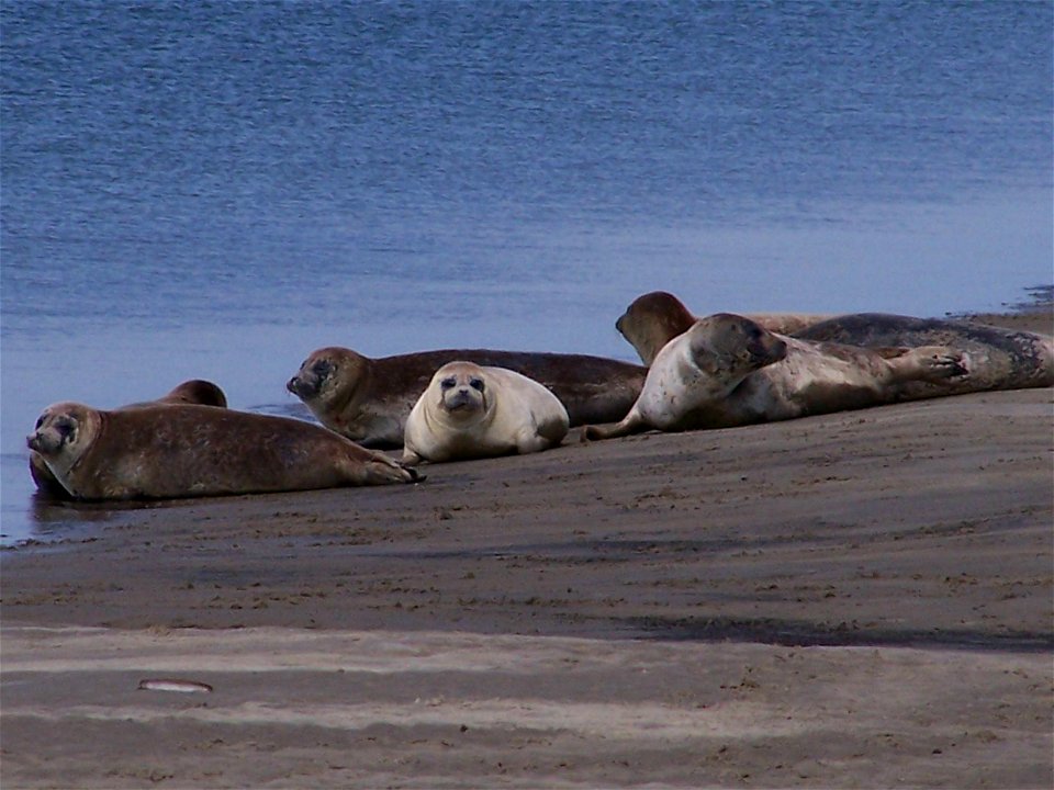 Harbour Seals on the coast of Fanø, Denmark