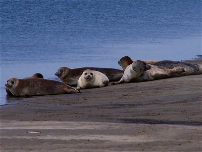 Harbour Seals on the coast of Fanø, Denmark photo