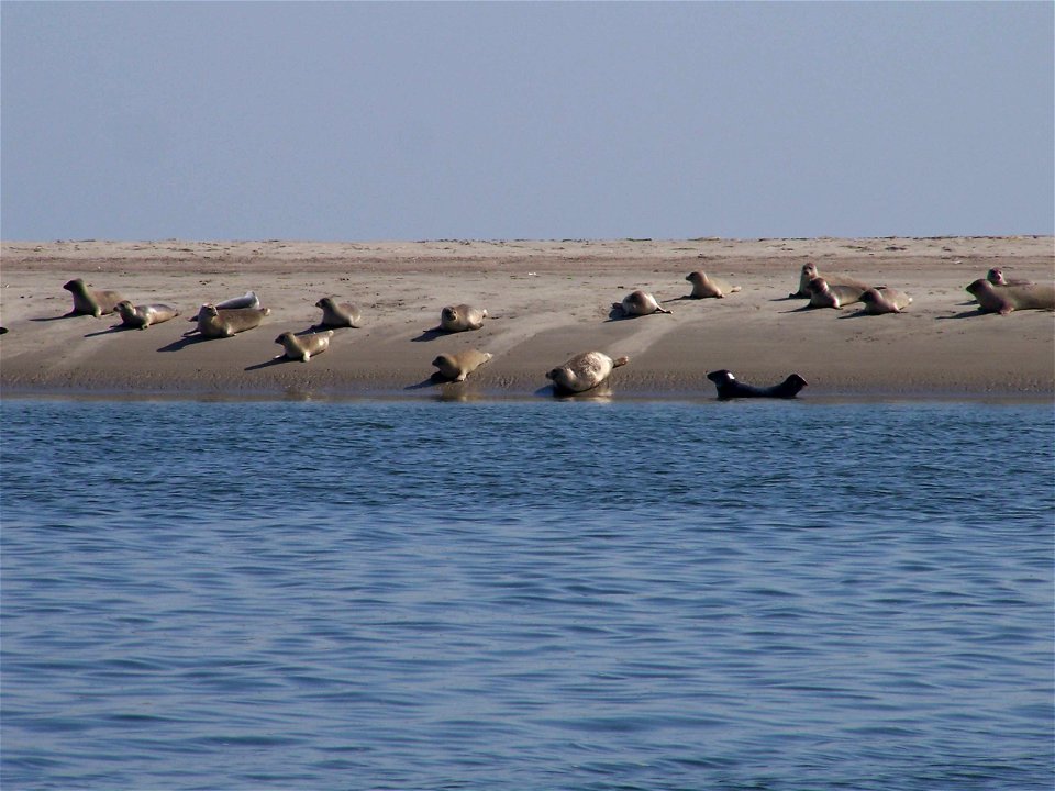 Harbour Seals on the coast of Fanø, Denmark