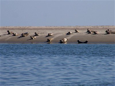 Harbour Seals on the coast of Fanø, Denmark