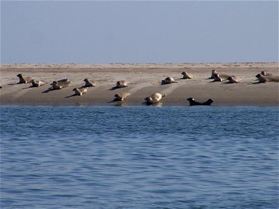 Harbour Seals on the coast of Fanø, Denmark photo