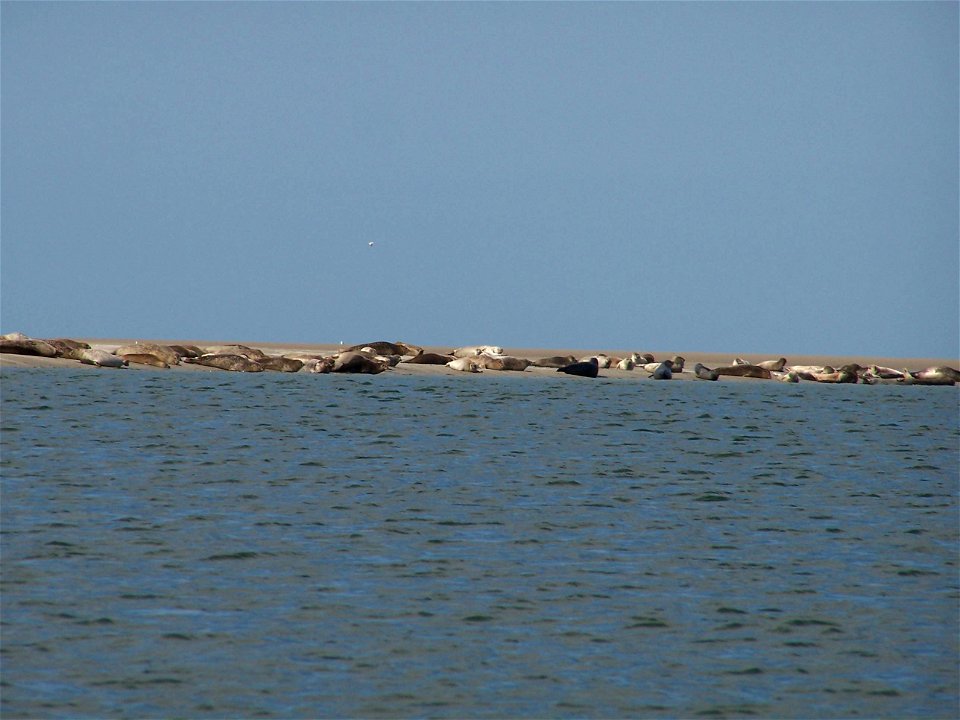 Harbour Seals on the coast of Fanø, Denmark