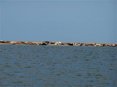 Harbour Seals on the coast of Fanø, Denmark photo