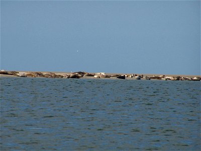 Harbour Seals on the coast of Fanø, Denmark