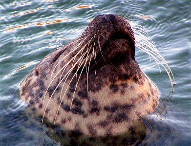 Face of Phoca vitulina, Germany