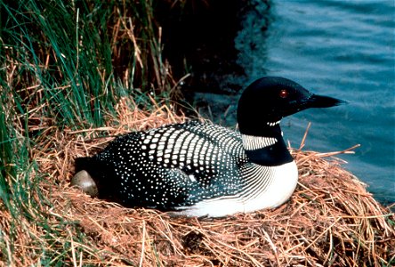Loon with egg in Acadia National Park, Maine, United States.
