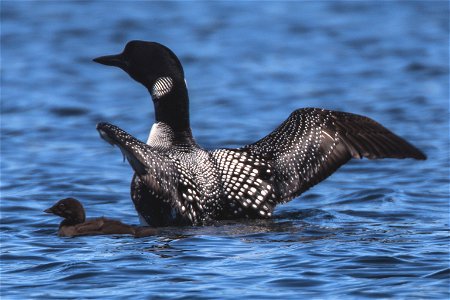 An adult loon spreads its wing with a chick beside it in Acadia National Park, Maine, United States.