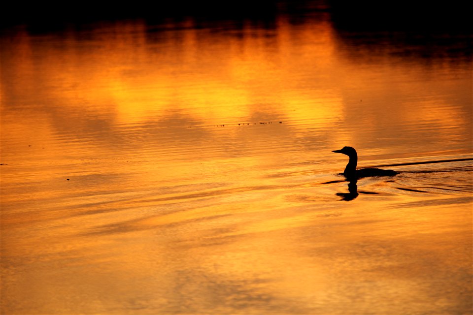 Common loon at Horn River, North West Territories.

You are free to use this photo with the following credit: Joseph Sands, USFWS