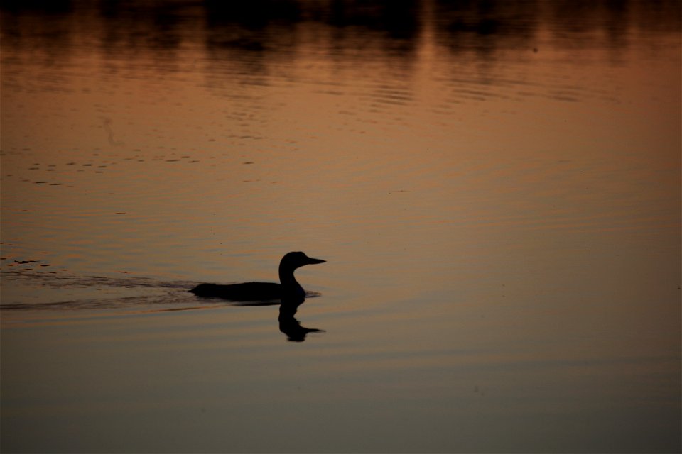 Common loon at Horn River, North West Territories.

You are free to use this photo with the following credit: Joseph Sands, USFWS