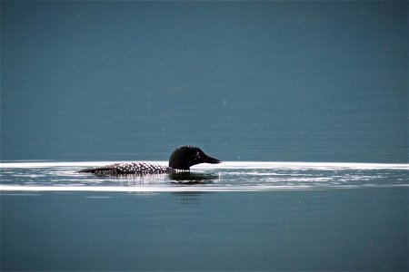 Common Loon photo