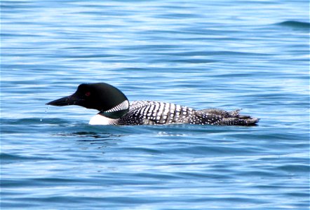 Photo by Alex Galt/USFWS. photo