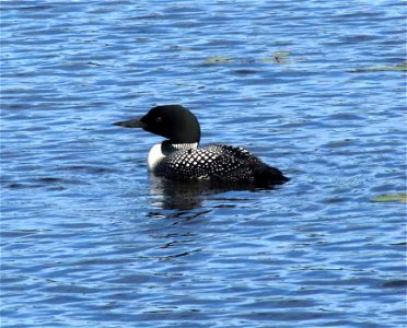 Photo by USFWS. photo