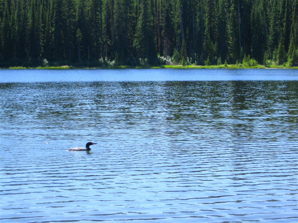 All by its lonesome on Meadow Lake in the Swan Valley. U.S. Forest Service photo by Chantelle Delay