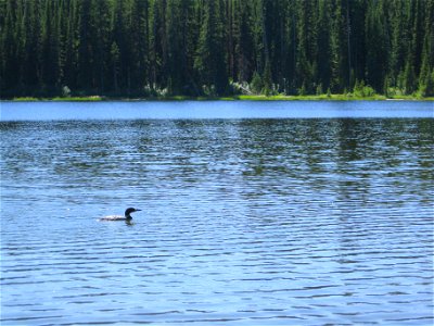All by its lonesome on Meadow Lake in the Swan Valley. U.S. Forest Service photo by Chantelle Delay