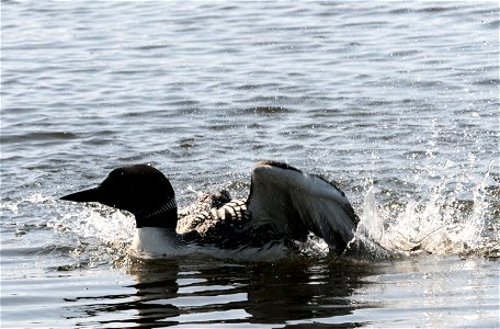 Entry from the 2014 Seney National Wildlife Refuge Photo Contest.

Photo courtesy of John Hysell.