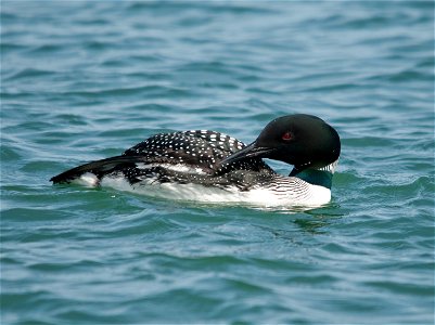 Common Loons can be seen all along the Oregon Coast including Bandon Marsh, Siletz Bay, and Nestucca Bay National Wildlife Refuges.

Photo courtesy of Roy W. Lowe