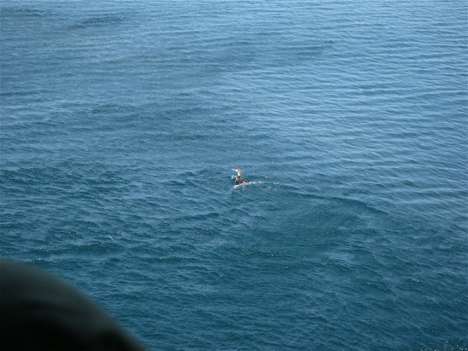 August 1, 2010, Florida - This healthy common loon was sighted during an aerial survey from a helicopter. Credit: Bart Kicklighter, U.S. Forest Service. www.fws.gov/home/dhoilspill