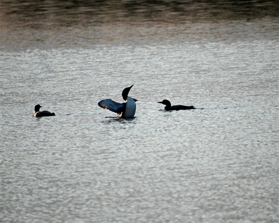 Entry from the 2014 Seney National Wildlife Refuge Photo Contest.

Photo courtesy of Julie Christiansen.