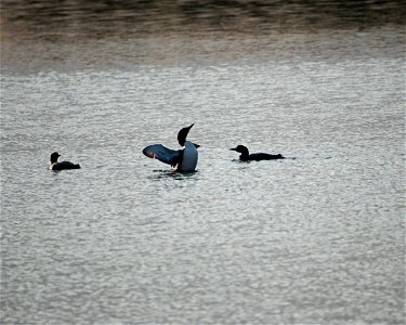 Entry from the 2014 Seney National Wildlife Refuge Photo Contest.

Photo courtesy of Julie Christiansen.