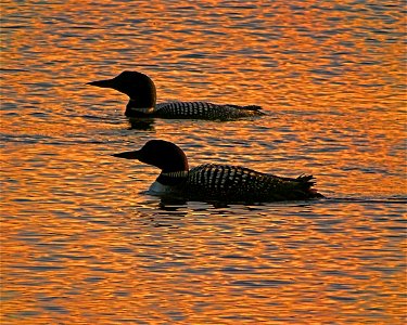 Entry from the 2014 Seney National Wildlife Refuge Photo Contest.

Photo courtesy of Dave Christiansen.