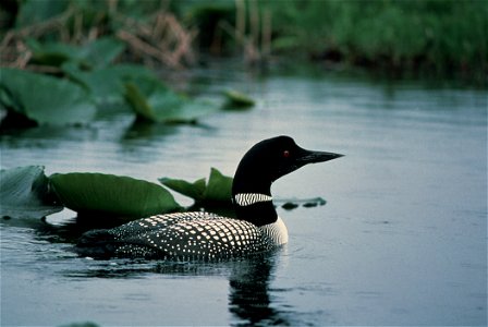 Common Loon (Gavia immer) on Water