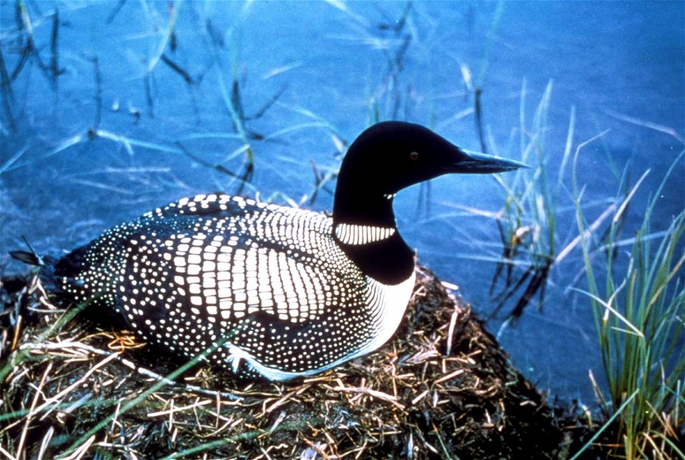 Gavia immer Common Loon on nest, Alaska