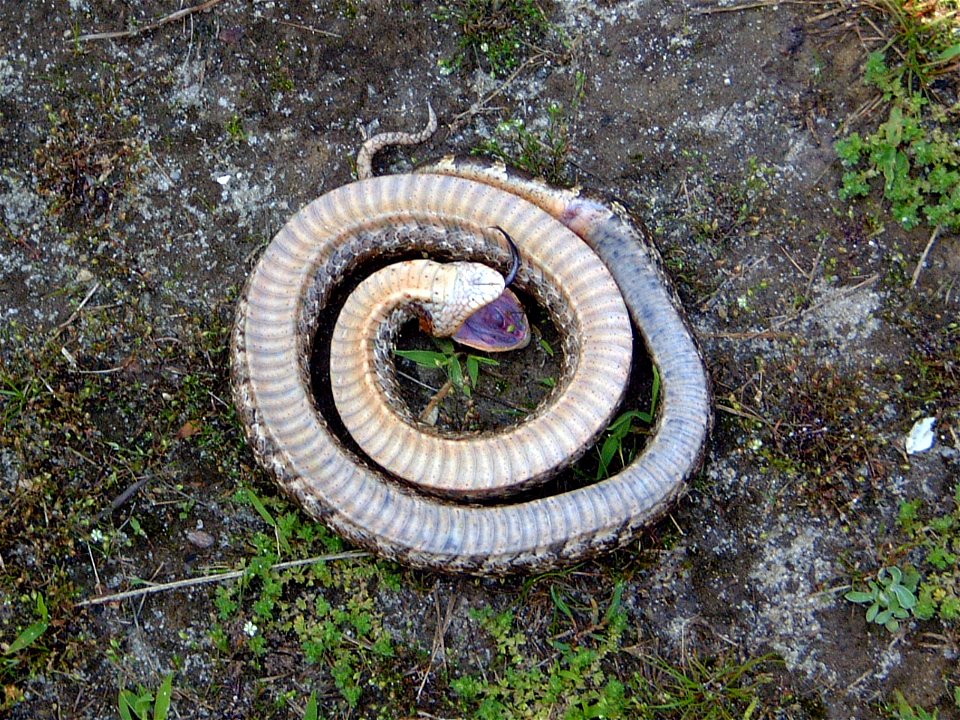 Hognose snake playing dead at Prime Hook National Wildlife Refuge. Credit: USFWS