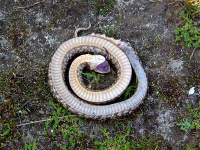 Hognose snake playing dead at Prime Hook National Wildlife Refuge. Credit: USFWS