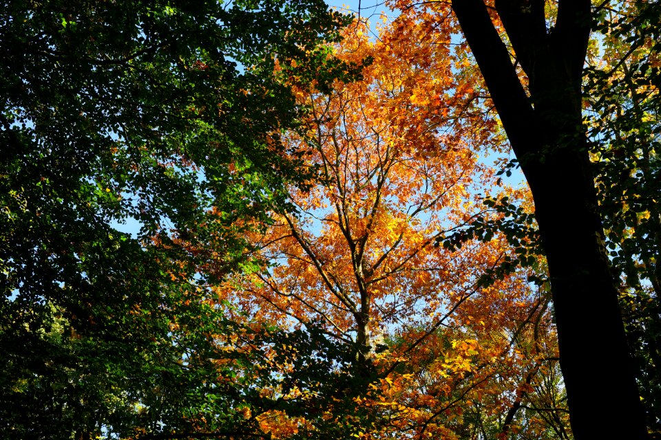 Autumn sun scenic