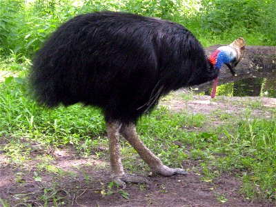 Casuarius casuarius: Казуар звичайний. Київський зоопарк