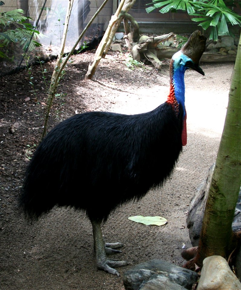 Southern casowarry (Casuarius_casuarius)