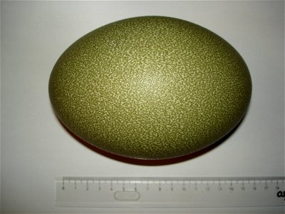 Casuarius casuarius, egg