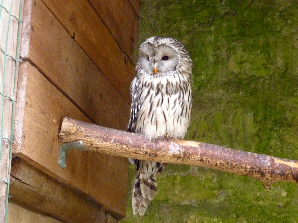 Habichtskauz (Strix uralensis), Deutsche Greifenwarte