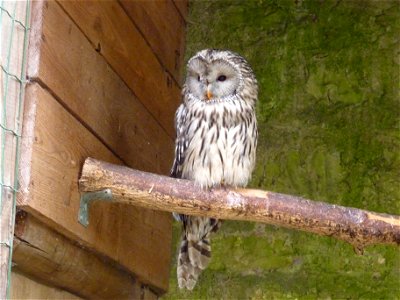 Habichtskauz (Strix uralensis), Deutsche Greifenwarte