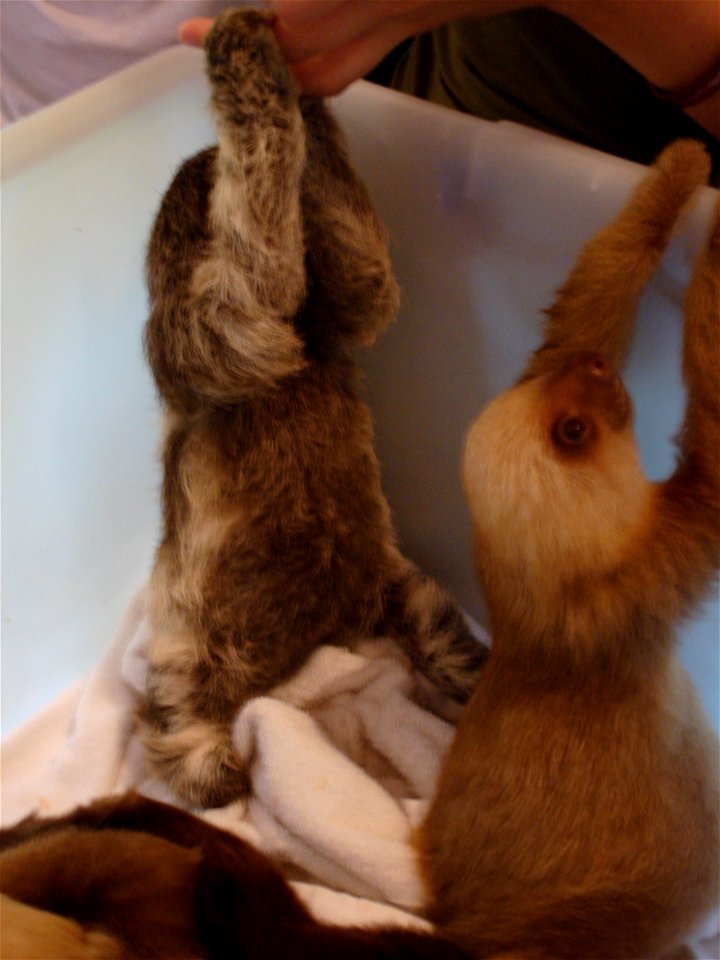 Baby Sloths at Aviarios del Caribe, Cahuita, Costa Rica.