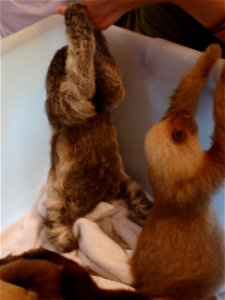 Baby Sloths at Aviarios del Caribe, Cahuita, Costa Rica.