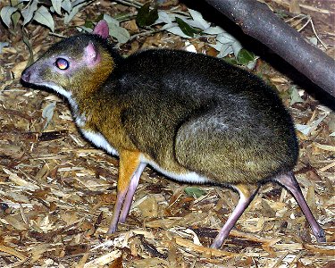 Lesser Malay mouse deer Tragulus javanicus in Twilight World at Bristol Zoo, Bristol, England. The size of a rabbit, this is not a deer and not a mouse, but it is related to deer. Active mainly at nig photo