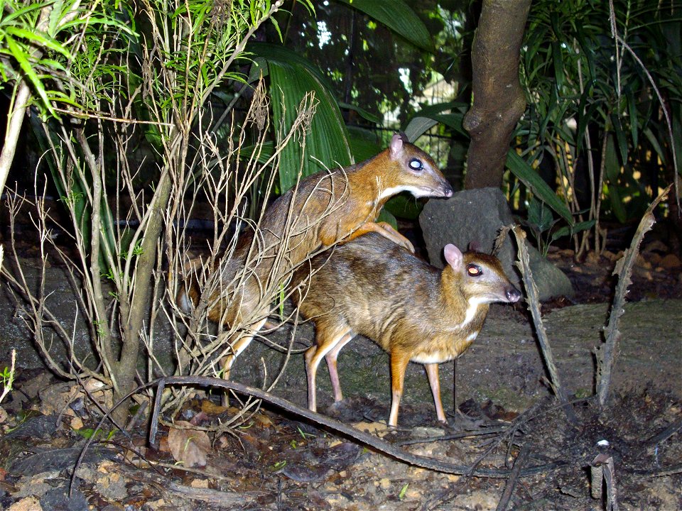Singapore Zoo's natural  artificially created forested environment makes its resident zoo animals accustomed to human tourists.  These normally shy and rare "Mouse deers' are  mating while tourists wa
