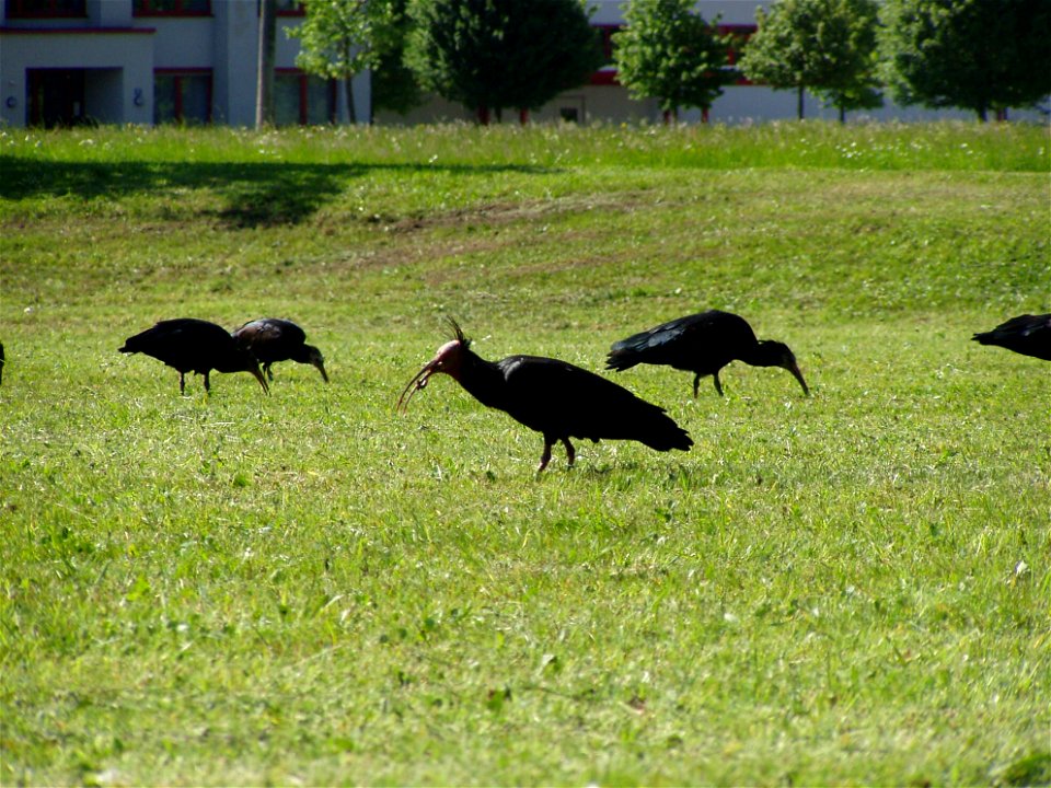 Freifliegende Waldrappe in Grünau im Almtal