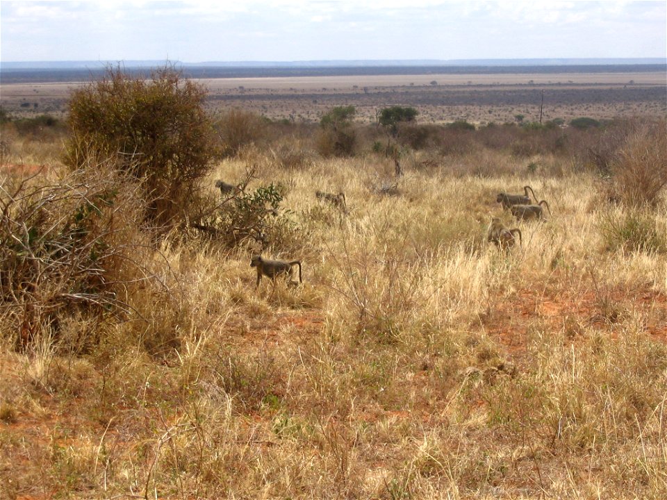 Papio cynocephalus (Yellow Baboon) group in Tsavo East National Park, Kenya.