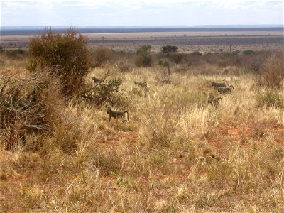 Papio cynocephalus (Yellow Baboon) group in Tsavo East National Park, Kenya.
