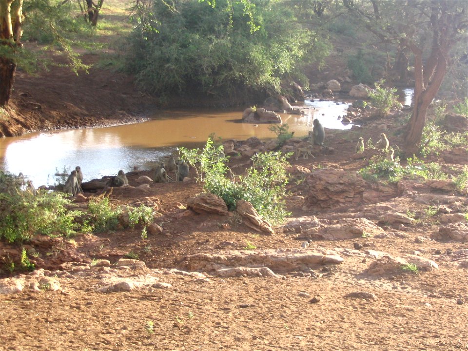 Papio cynocephalus (Yellow Baboon) group in Tsavo East National Park, Kenya.