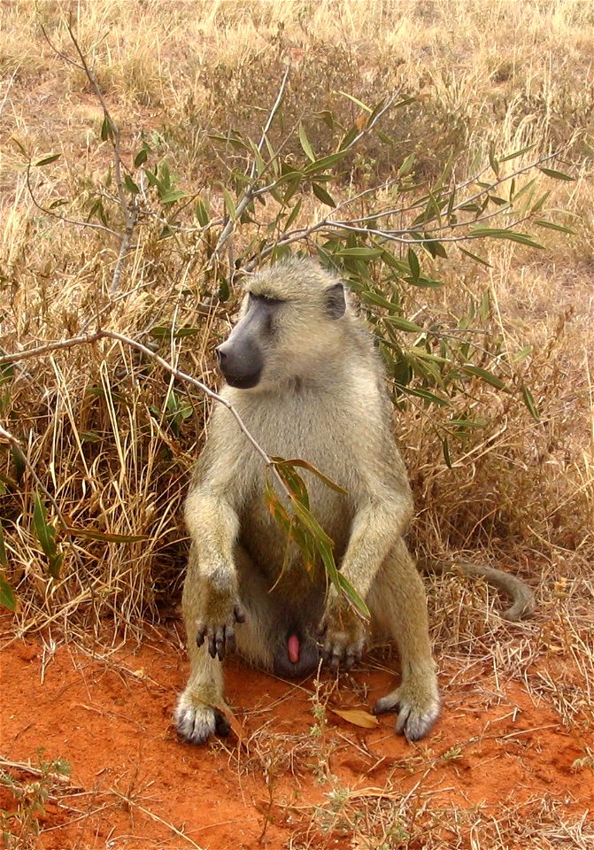Papio cynocephalus (Yellow Baboon) sitting by the side of a dirt road in Tsavo East National Park, Kenya.